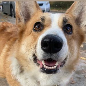 Meet your Posher, Penelope